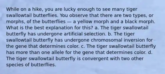 While on a hike, you are lucky enough to see many tiger swallowtail butterflies. You observe that there are two types, or morphs, of the butterflies — a yellow morph and a black morph. What is the best explanation for this? a. The tiger swallowtail butterfly has undergone artificial selection. b. The tiger swallowtail butterfly has undergone chromosomal inversion for the gene that determines color. c. The tiger swallowtail butterfly has more than one allele for the gene that determines color. d. The tiger swallowtail butterfly is convergent with two other species of butterflies.