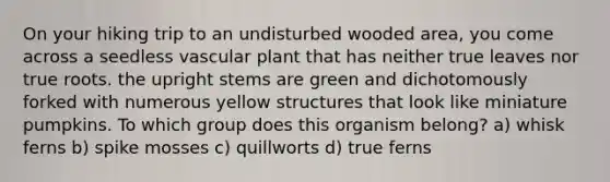 On your hiking trip to an undisturbed wooded area, you come across a seedless vascular plant that has neither true leaves nor true roots. the upright stems are green and dichotomously forked with numerous yellow structures that look like miniature pumpkins. To which group does this organism belong? a) whisk ferns b) spike mosses c) quillworts d) true ferns