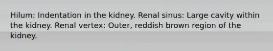 Hilum: Indentation in the kidney. Renal sinus: Large cavity within the kidney. Renal vertex: Outer, reddish brown region of the kidney.