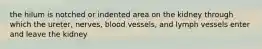 the hilum is notched or indented area on the kidney through which the ureter, nerves, blood vessels, and lymph vessels enter and leave the kidney