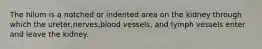 The hilum is a notched or indented area on the kidney through which the ureter,nerves,blood vessels, and lymph vessels enter and leave the kidney.