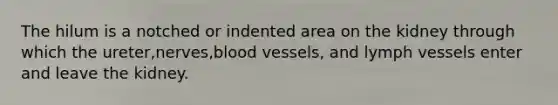 The hilum is a notched or indented area on the kidney through which the ureter,nerves,<a href='https://www.questionai.com/knowledge/kZJ3mNKN7P-blood-vessels' class='anchor-knowledge'>blood vessels</a>, and lymph vessels enter and leave the kidney.