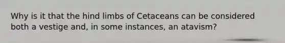 Why is it that the hind limbs of Cetaceans can be considered both a vestige and, in some instances, an atavism?