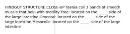 HINDGUT STRUCTURE CLOSE-UP Taenia coli 3 bands of smooth muscle that help with motility Free: located on the _____ side of the large intestine Omental: located on the _____ side of the large intestine Mesocolic: located on the _____ side of the large intestine