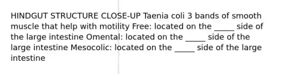 HINDGUT STRUCTURE CLOSE-UP Taenia coli 3 bands of smooth muscle that help with motility Free: located on the _____ side of the large intestine Omental: located on the _____ side of the large intestine Mesocolic: located on the _____ side of the large intestine