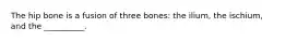 The hip bone is a fusion of three bones: the ilium, the ischium, and the __________.