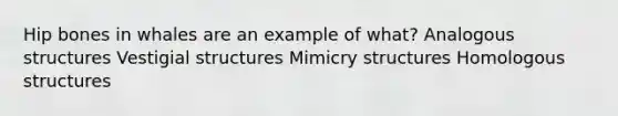 Hip bones in whales are an example of what? Analogous structures Vestigial structures Mimicry structures Homologous structures