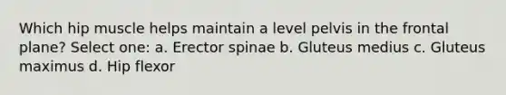 Which hip muscle helps maintain a level pelvis in the frontal plane? Select one: a. Erector spinae b. Gluteus medius c. Gluteus maximus d. Hip flexor