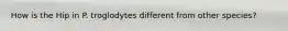 How is the Hip in P. troglodytes different from other species?