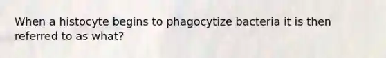 When a histocyte begins to phagocytize bacteria it is then referred to as what?