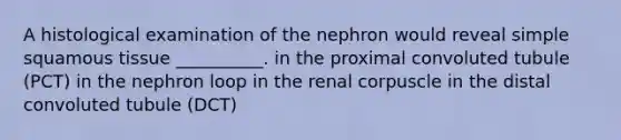 A histological examination of the nephron would reveal simple squamous tissue __________. in the proximal convoluted tubule (PCT) in the nephron loop in the renal corpuscle in the distal convoluted tubule (DCT)