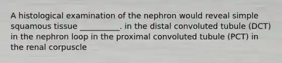 A histological examination of the nephron would reveal simple squamous tissue __________. in the distal convoluted tubule (DCT) in the nephron loop in the proximal convoluted tubule (PCT) in the renal corpuscle