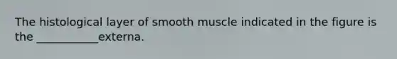 The histological layer of smooth muscle indicated in the figure is the ___________externa.