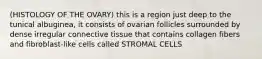 (HISTOLOGY OF THE OVARY) this is a region just deep to the tunical albuginea, it consists of ovarian follicles surrounded by dense irregular connective tissue that contains collagen fibers and fibroblast-like cells called STROMAL CELLS