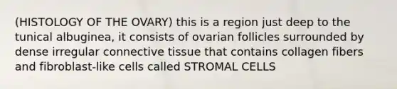 (HISTOLOGY OF THE OVARY) this is a region just deep to the tunical albuginea, it consists of ovarian follicles surrounded by dense irregular connective tissue that contains collagen fibers and fibroblast-like cells called STROMAL CELLS