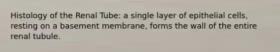 Histology of the Renal Tube: a single layer of epithelial cells, resting on a basement membrane, forms the wall of the entire renal tubule.