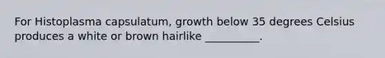 For Histoplasma capsulatum, growth below 35 degrees Celsius produces a white or brown hairlike __________.