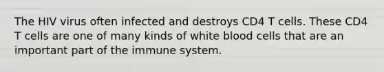 The HIV virus often infected and destroys CD4 T cells. These CD4 T cells are one of many kinds of white blood cells that are an important part of the immune system.
