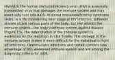 HIV/AIDS The human immunodeficiency virus (HIV) is a sexually transmitted virus that damages the immune system and may eventually turn into AIDS. Acquired immunodeficiency syndrome (AIDS) is a life-threatening later stage of HIV infection. Different viruses attack various parts of the body, but HIV attacks the immune system—the body's defense system against disease (Figure 15). The deterioration of the immune system is evidenced by the reduction in CD4 T cells. This damage to the immune system makes it more difficult for the individual to fight off infections. Opportunistic infections and certain cancers take advantage of this weakened immune system and are among the diagnostic criteria for AIDS.