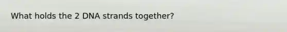 What holds the 2 DNA strands together?