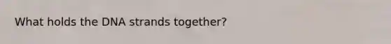 What holds the DNA strands together?