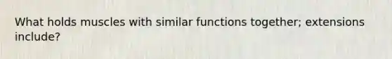 What holds muscles with similar functions together; extensions include?