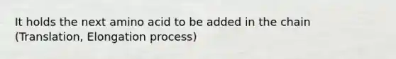 It holds the next amino acid to be added in the chain (Translation, Elongation process)