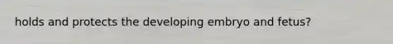 holds and protects the developing embryo and fetus?