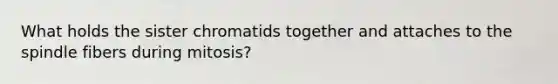 What holds the sister chromatids together and attaches to the spindle fibers during mitosis?