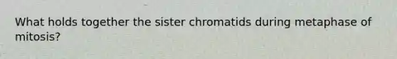 What holds together the sister chromatids during metaphase of mitosis?