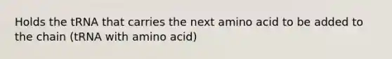 Holds the tRNA that carries the next amino acid to be added to the chain (tRNA with amino acid)