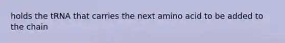 holds the tRNA that carries the next amino acid to be added to the chain