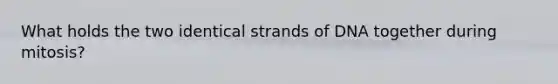 What holds the two identical strands of DNA together during mitosis?