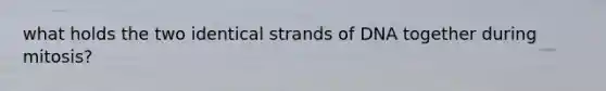 what holds the two identical strands of DNA together during mitosis?