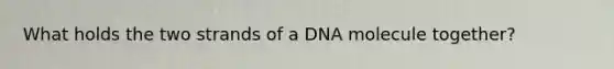 What holds the two strands of a DNA molecule together?