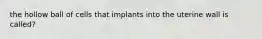 the hollow ball of cells that implants into the uterine wall is called?