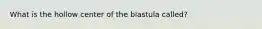 What is the hollow center of the blastula called?