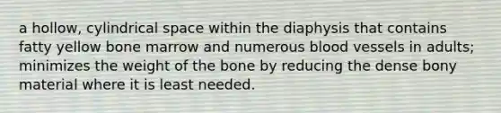 a hollow, cylindrical space within the diaphysis that contains fatty yellow bone marrow and numerous blood vessels in adults; minimizes the weight of the bone by reducing the dense bony material where it is least needed.