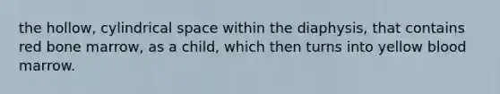 the hollow, cylindrical space within the diaphysis, that contains red bone marrow, as a child, which then turns into yellow blood marrow.