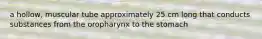 a hollow, muscular tube approximately 25 cm long that conducts substances from the oropharynx to the stomach