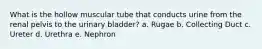 What is the hollow muscular tube that conducts urine from the renal pelvis to the urinary bladder? a. Rugae b. Collecting Duct c. Ureter d. Urethra e. Nephron