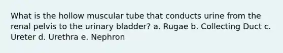 What is the hollow muscular tube that conducts urine from the renal pelvis to the urinary bladder? a. Rugae b. Collecting Duct c. Ureter d. Urethra e. Nephron