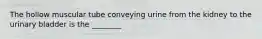 The hollow muscular tube conveying urine from the kidney to the urinary bladder is the ________