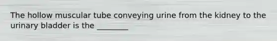 The hollow muscular tube conveying urine from the kidney to the <a href='https://www.questionai.com/knowledge/kb9SdfFdD9-urinary-bladder' class='anchor-knowledge'>urinary bladder</a> is the ________