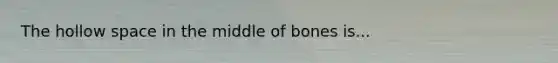 The hollow space in the middle of bones is...