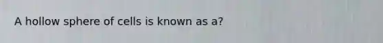 A hollow sphere of cells is known as a?