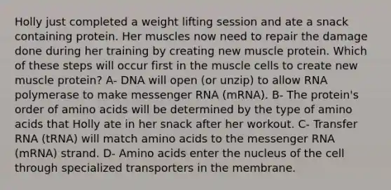 Holly just completed a weight lifting session and ate a snack containing protein. Her muscles now need to repair the damage done during her training by creating new muscle protein. Which of these steps will occur first in the muscle cells to create new muscle protein? A- DNA will open (or unzip) to allow RNA polymerase to make messenger RNA (mRNA). B- The protein's order of amino acids will be determined by the type of amino acids that Holly ate in her snack after her workout. C- Transfer RNA (tRNA) will match amino acids to the messenger RNA (mRNA) strand. D- Amino acids enter the nucleus of the cell through specialized transporters in the membrane.