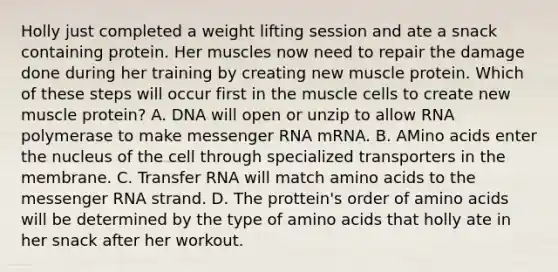 Holly just completed a weight lifting session and ate a snack containing protein. Her muscles now need to repair the damage done during her training by creating new muscle protein. Which of these steps will occur first in the muscle cells to create new muscle protein? A. DNA will open or unzip to allow RNA polymerase to make messenger RNA mRNA. B. AMino acids enter the nucleus of the cell through specialized transporters in the membrane. C. Transfer RNA will match amino acids to the messenger RNA strand. D. The prottein's order of amino acids will be determined by the type of amino acids that holly ate in her snack after her workout.