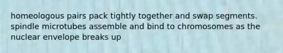 homeologous pairs pack tightly together and swap segments. spindle microtubes assemble and bind to chromosomes as the nuclear envelope breaks up
