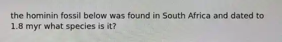 the hominin fossil below was found in South Africa and dated to 1.8 myr what species is it?